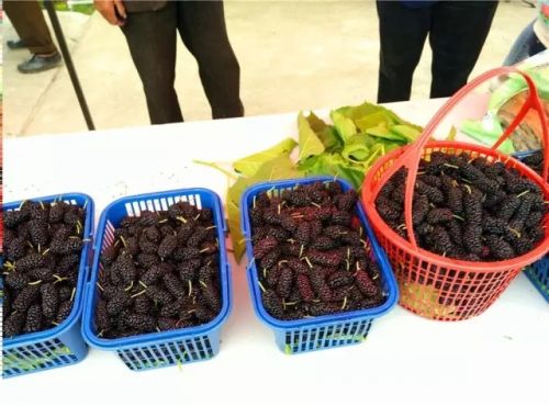 2016安吉•马村第三 刚摘下的桑果
