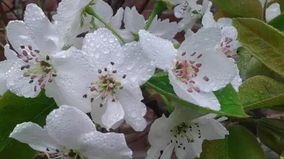 雨中的梨花
