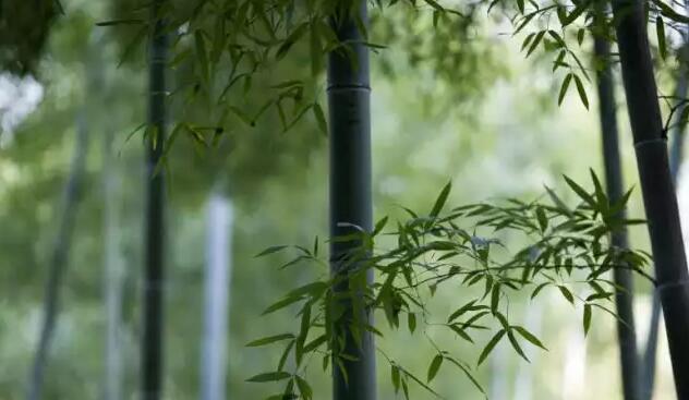 别羡慕我是安吉人 安吉竹林