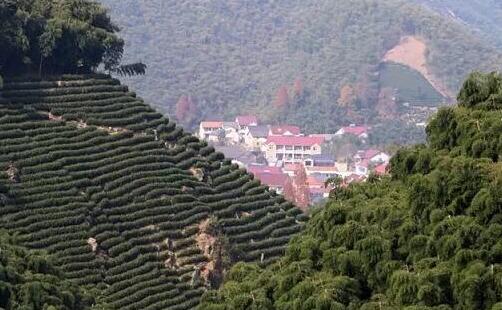 安吉白茶的尊贵之美 山顶上的风景