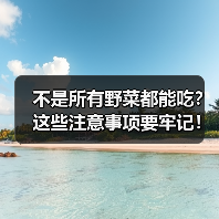 不是所有野菜都能吃?这些注意事项要牢记!(图1) 不是所有野菜都能吃?这些注意事项要牢记!(图1)