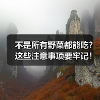 不是所有野菜都能吃?这些注意事项要牢记!(图4) 不是所有野菜都能吃?这些注意事项要牢记!(图4)