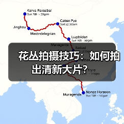 花丛拍摄技巧:如何拍出清新大片?(图2) 花丛拍摄技巧:如何拍出清新大片?(图2)