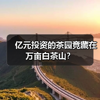 亿元投资的茶园竟藏在万亩白茶山?(图1) 亿元投资的茶园竟藏在万亩白茶山?(图1)