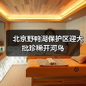 北京野鸭湖保护区迎大批珍稀开河鸟 北京野鸭湖保护区迎大批珍稀开河鸟