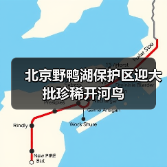北京野鸭湖保护区迎大批珍稀开河鸟（图3）