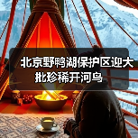 北京野鸭湖保护区迎大批珍稀开河鸟（图4）